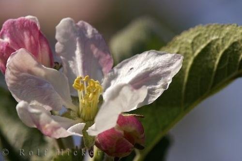 Photo: 
New Apricot Blossom Picture