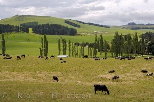 Photo: 
New Zealand Farmland Picture