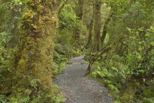 Photo: 
New Zealand Native Trees
