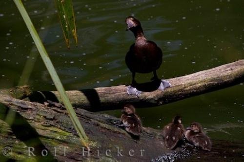 Photo: 
New Zealand Scaup Chicks Auckland Zoo