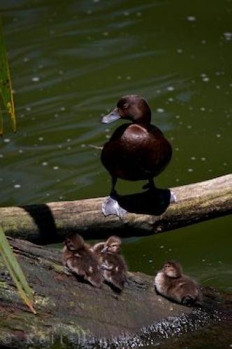Photo: 
New Zealand Scaup