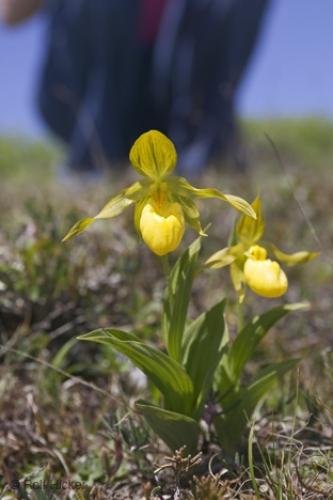 Photo: 
plant identification