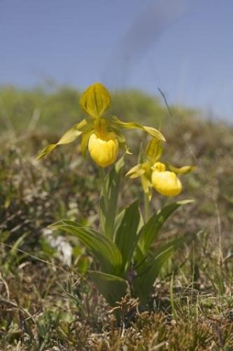 Photo: 
Yellow Lady slippers