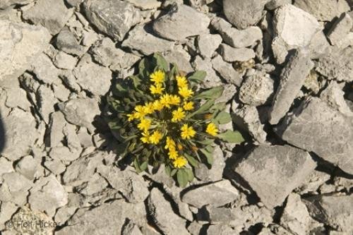 Photo: 
Crepis Nana