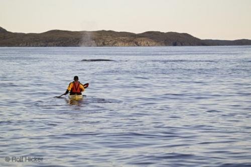 Photo: 
ocean kayaking whales Newfoundland Coast