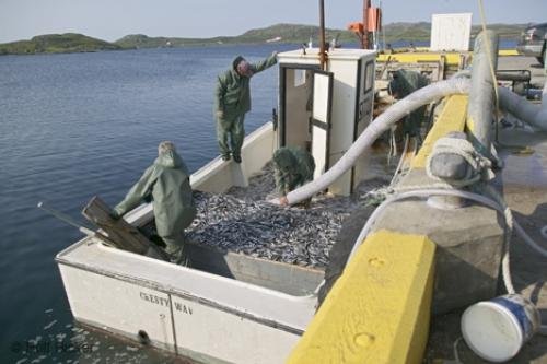 Photo: 
Newfoundland F76T1283