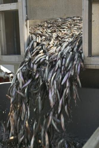 Photo: 
Capelin Fish