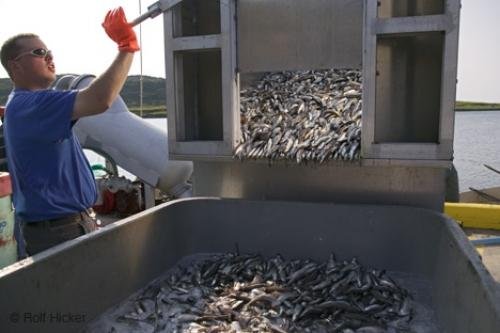 Photo: 
Newfoundland F76T1299