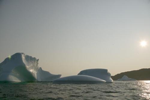 Photo: 
newfoundland F76T1412