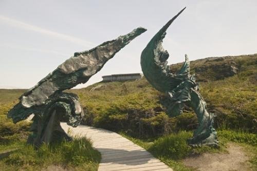 Photo: 
newfoundland F76T2483