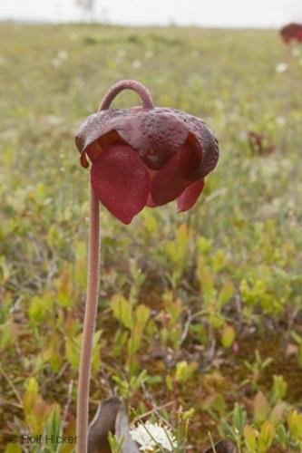 Photo: 
pitcher plant