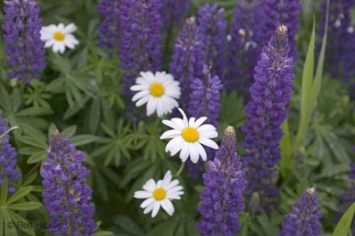 Photo: 
Lupinus sp