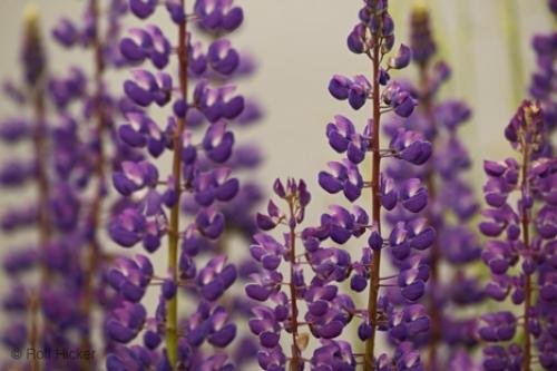 Photo: 
flower lupinus sp