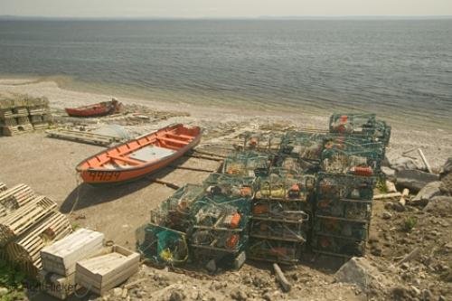 Photo: 
newfoundland F76T3800