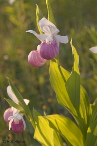 Photo: 
Cypripedium reginae Rare Flower