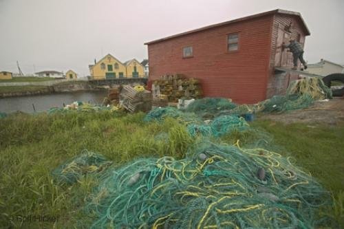 Photo: 
Newfoundland F76T7562