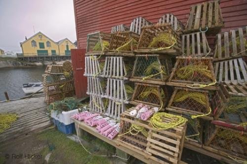 Photo: 
newfoundland F76T7568