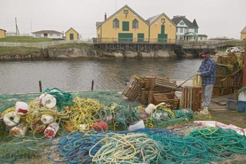 Photo: 
newfoundland F76T7595