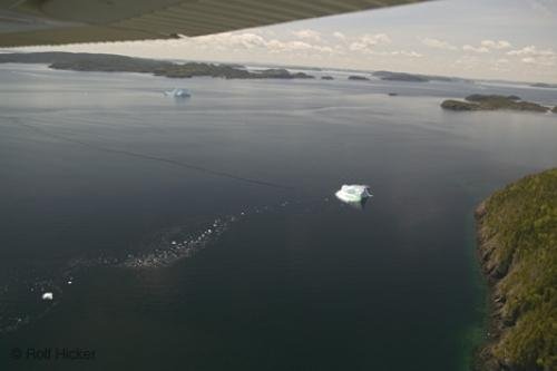 Photo: 
newfoundland F76T7994