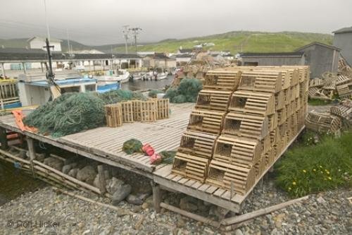 Photo: 
newfoundland F76T8622