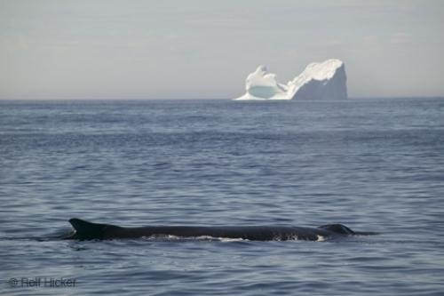 Photo: 
humpback whale iceberg