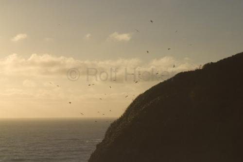 Photo: 
Muriwai Beach North Island NZ