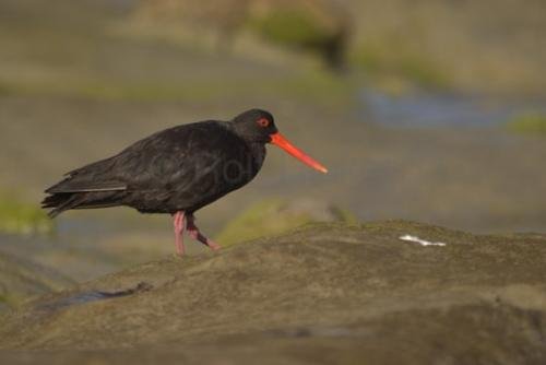 Photo: 
oyster catcher photo