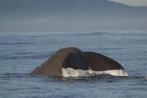 Photo: 
new zealand animals