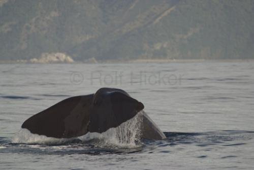Photo: 
Whale Watch Kaikoura