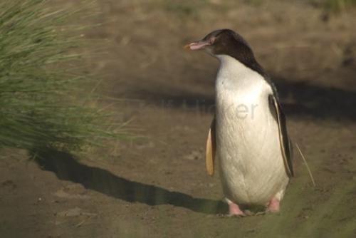 Photo: 
penguin picture