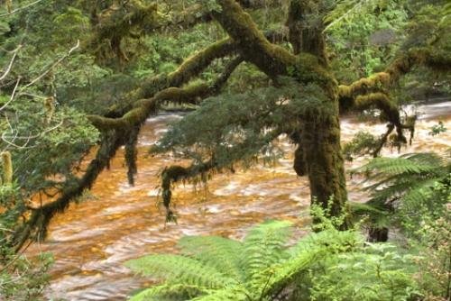 Photo: 
Kahurangi National Park Karamea