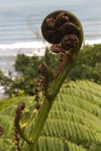 Photo: 
new zealand flora