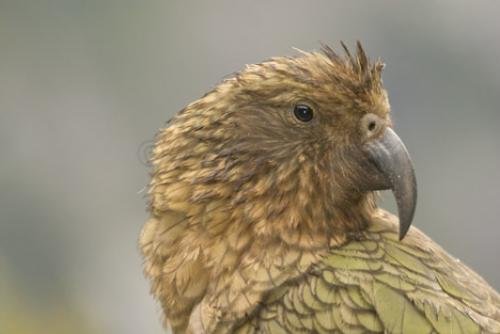 Photo: 
Kea New Zealand Pictures Of Birds