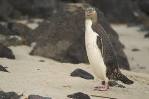 Photo: 
new zealand birds