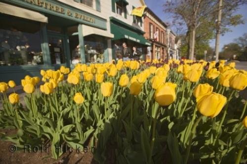 Photo: 
niagara spring flowers