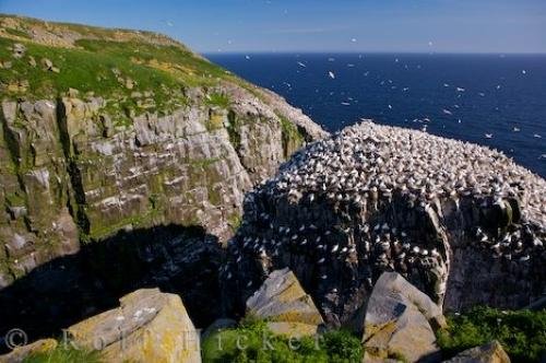 Photo: 
Northern Gannet Colony Avalon Peninsula Newfoundland