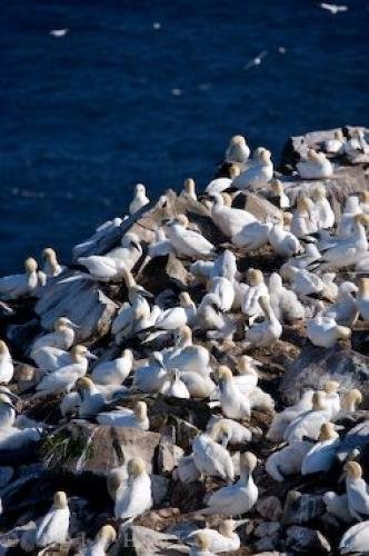 Photo: 
Northern Gannets Newfoundland