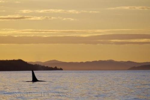 Photo: 
Northern Resident Killer Whale Sunset Vancouver Island