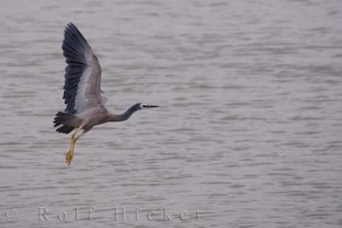 Photo: 
White Faced Heron New Zealand