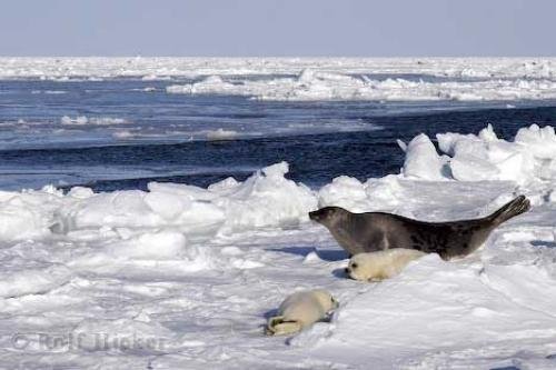 Photo: 
Ocean Animals Harp Seals Icefloe