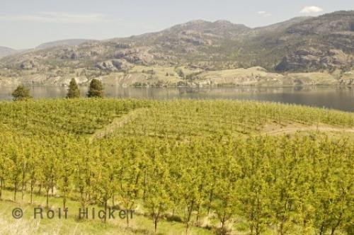 Photo: 
Okanagan Valley