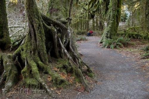 Photo: 
Hoh Rainforest Olympic National Park