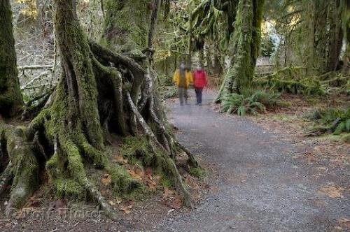 Photo: 
olympic rain forest