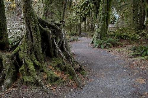 Photo: 
olympic rainforest