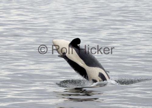 Photo: 
Orca Springer A73