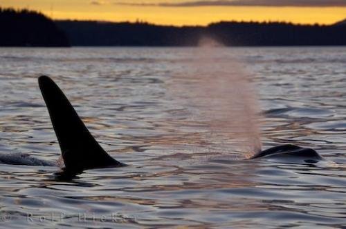 Photo of an Orca surrounding by the yellow sunset coloring off Northern Vancouver Island in BC, Canada. Photo: 
Orca Sunset Yellow Northern Vancouver Island Canada