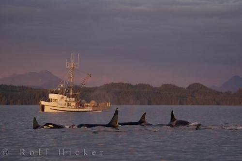Photo: 
Orca Watching Vancouver Island