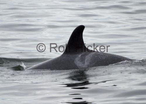 Photo: 
Orca Whale Springer Saddle Patch