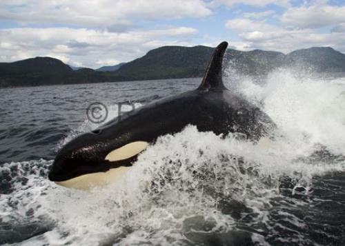 Photo: 
Orca Whale Watching Wake Riding