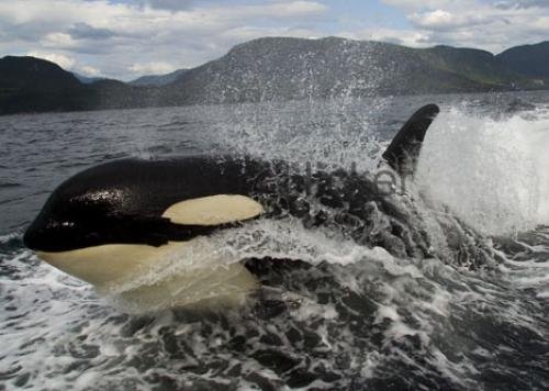 Photo: 
Orca Whale